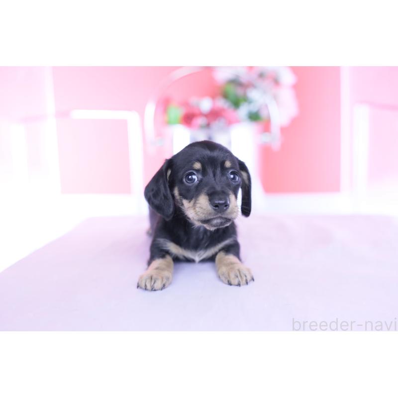 販売中の愛知県のカニンヘンダックスフンド(スムースヘアード)-437316の5枚目