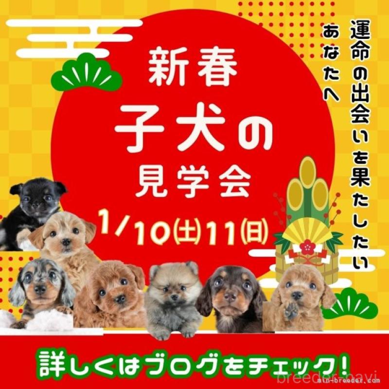 販売中の茨城県のマルチーズ-437370の16枚目