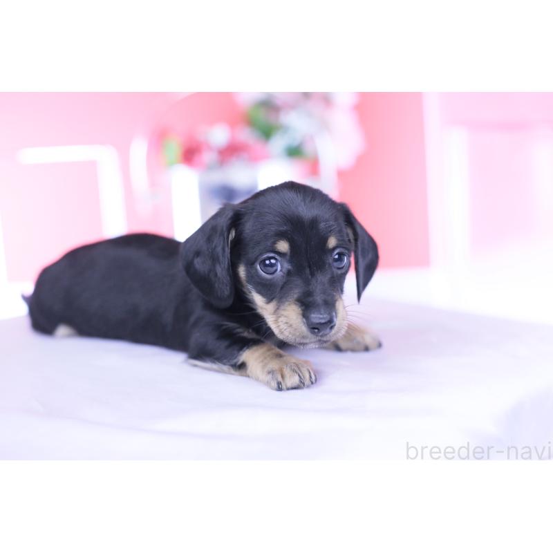 販売中の愛知県のカニンヘンダックスフンド(スムースヘアード)-437316の3枚目