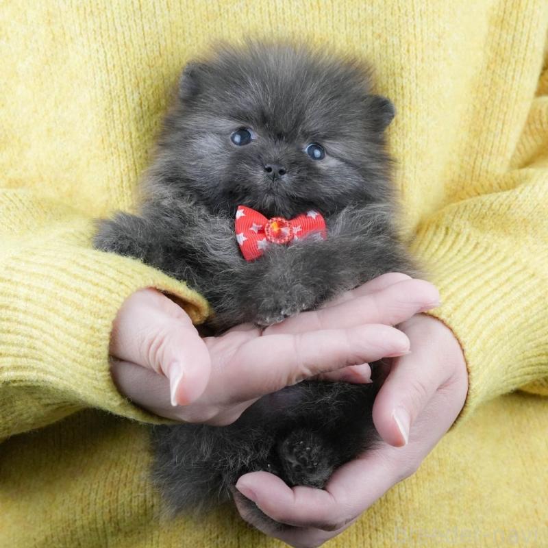 販売中の静岡県のポメラニアン-437450