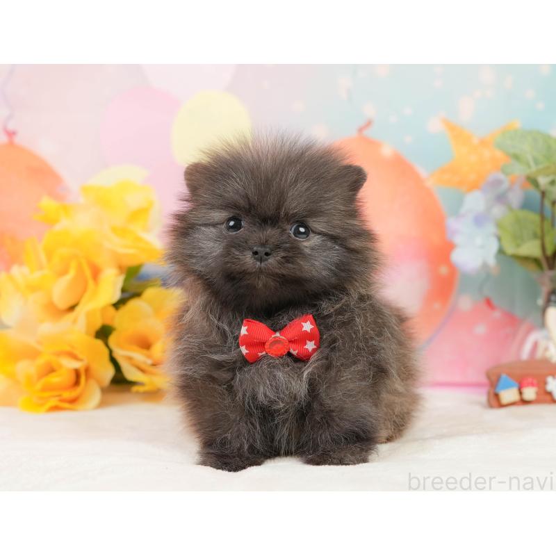 販売中の静岡県のポメラニアン-437450の10枚目