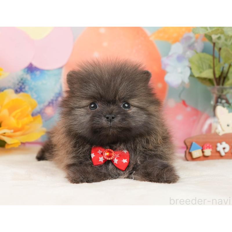 販売中の静岡県のポメラニアン-437450の9枚目