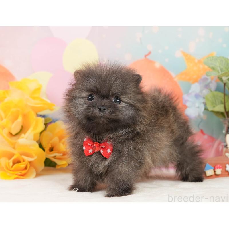 販売中の静岡県のポメラニアン-437450の8枚目