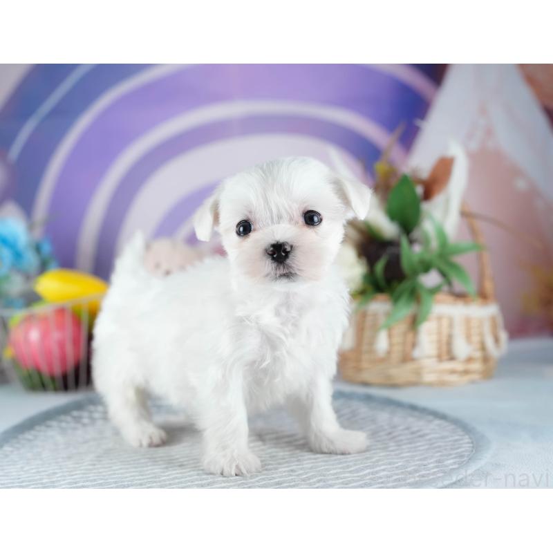 販売中の茨城県のマルチーズ-437370の9枚目