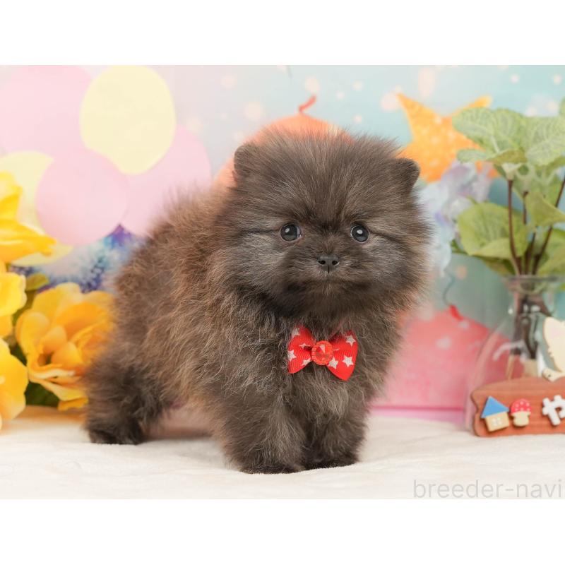 販売中の静岡県のポメラニアン-437450の6枚目