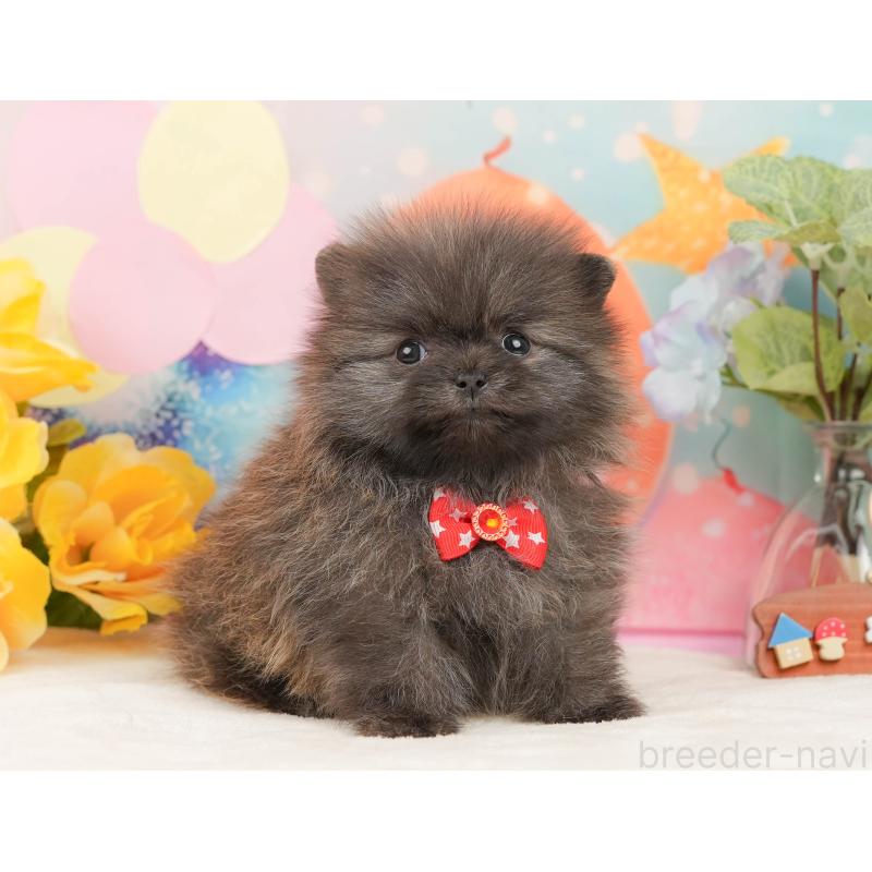 販売中の静岡県のポメラニアン-437450の5枚目