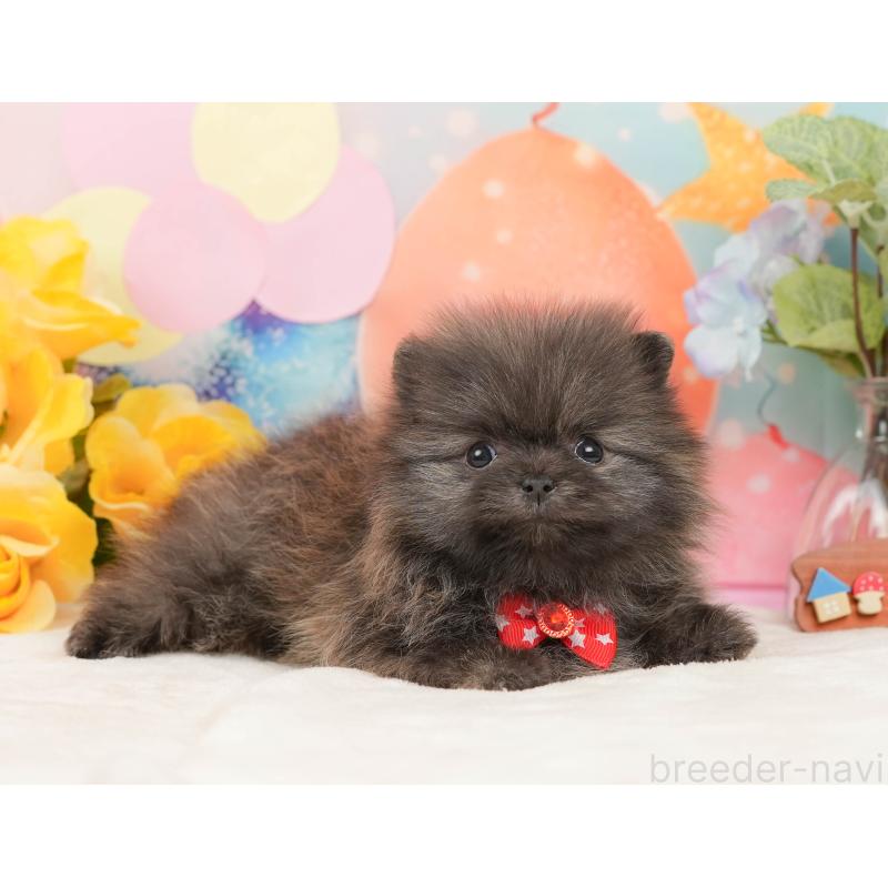 販売中の静岡県のポメラニアン-437450の4枚目