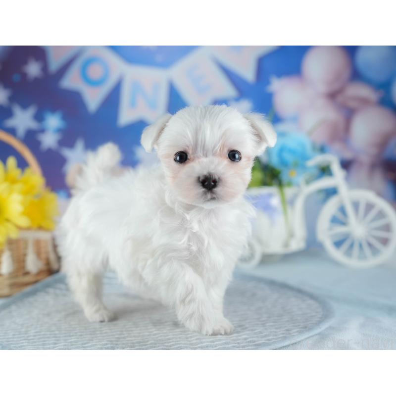 販売中の茨城県のマルチーズ-437367の10枚目