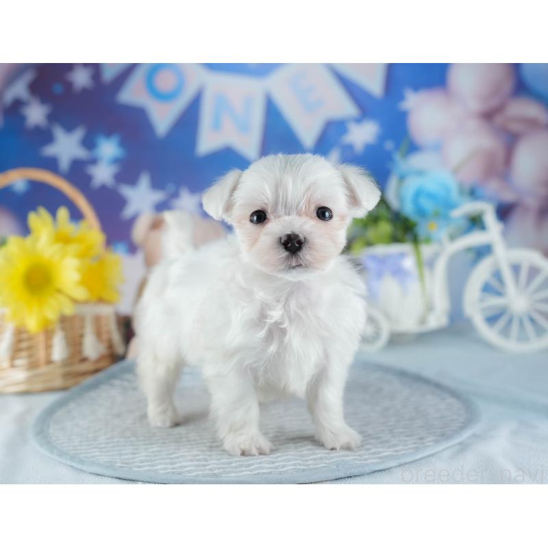 販売中の茨城県のマルチーズ-437367の8枚目