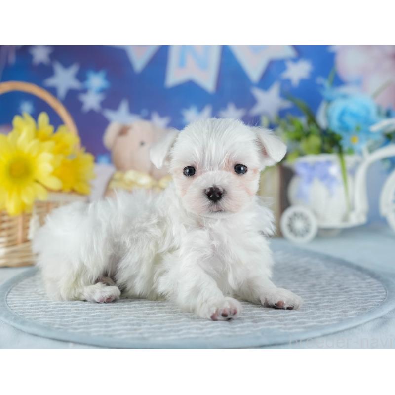 販売中の茨城県のマルチーズ-437367の6枚目