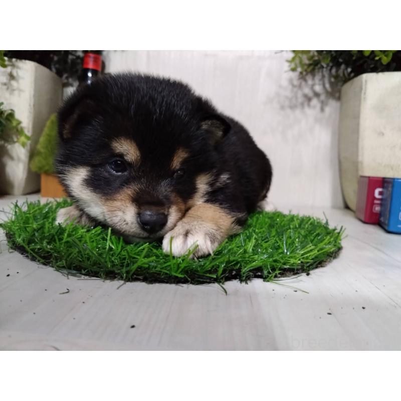 販売中の三重県の豆柴-437315の7枚目