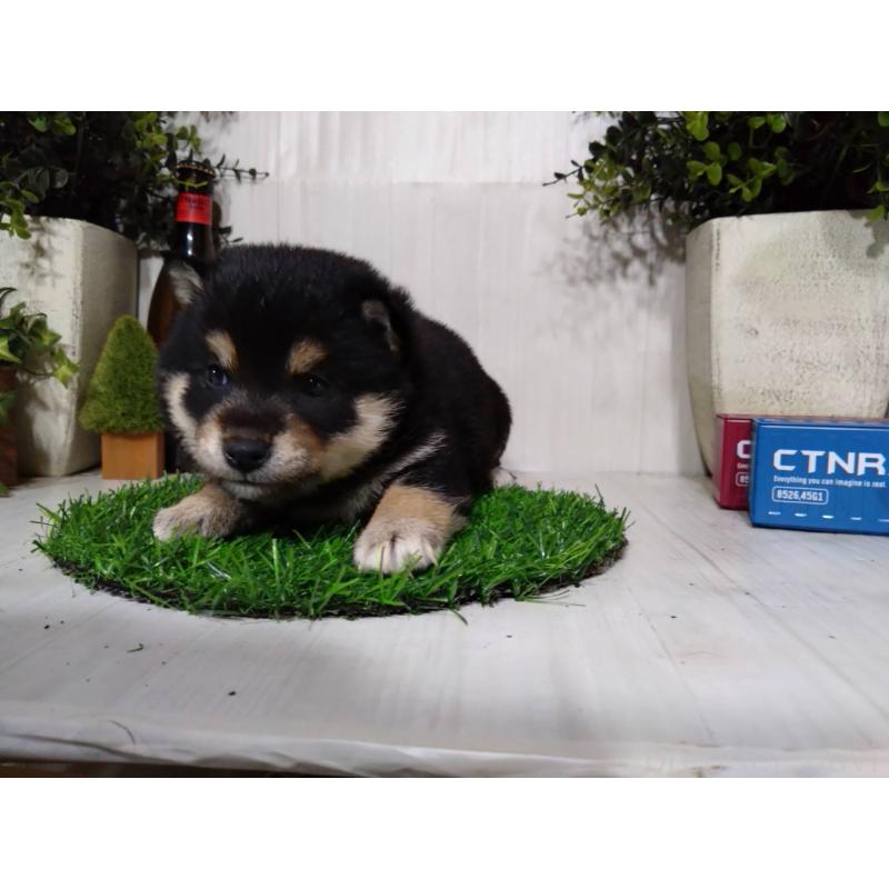 販売中の三重県の豆柴-437315の6枚目