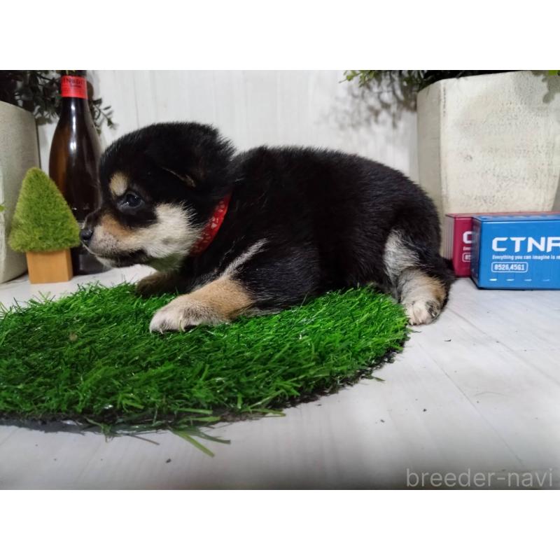 販売中の三重県の豆柴-437315の4枚目