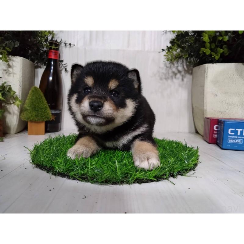 販売中の三重県の豆柴-437315の3枚目