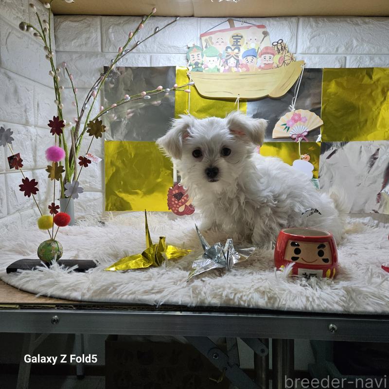 販売中の愛知県のチワマル:チワワ×マルチーズ-432436の7枚目