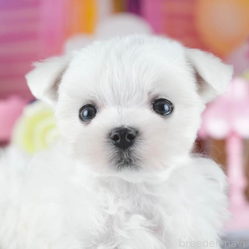 販売中の茨城県のマルチーズ-437366