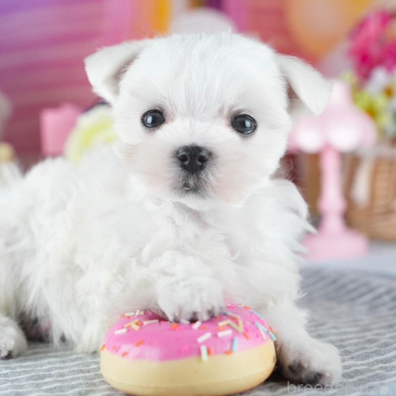 販売中の茨城県のマルチーズ-437366の11枚目