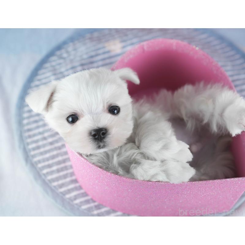 販売中の茨城県のマルチーズ-437366の10枚目