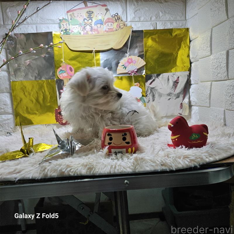 販売中の愛知県のチワマル:チワワ×マルチーズ-432436の6枚目