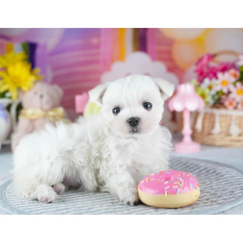 販売中の茨城県のマルチーズ-437366の9枚目