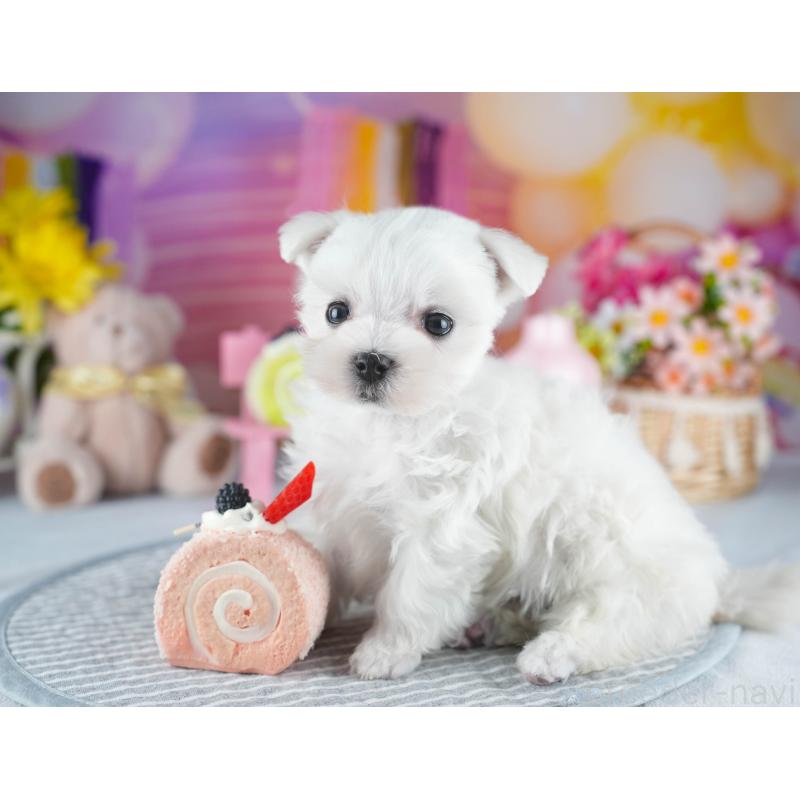 販売中の茨城県のマルチーズ-437366の8枚目