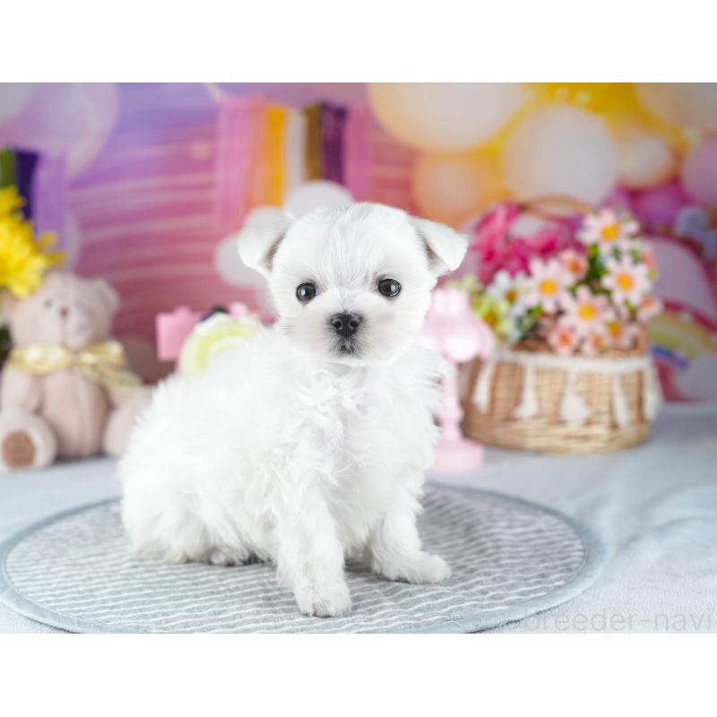 販売中の茨城県のマルチーズ-437366の7枚目