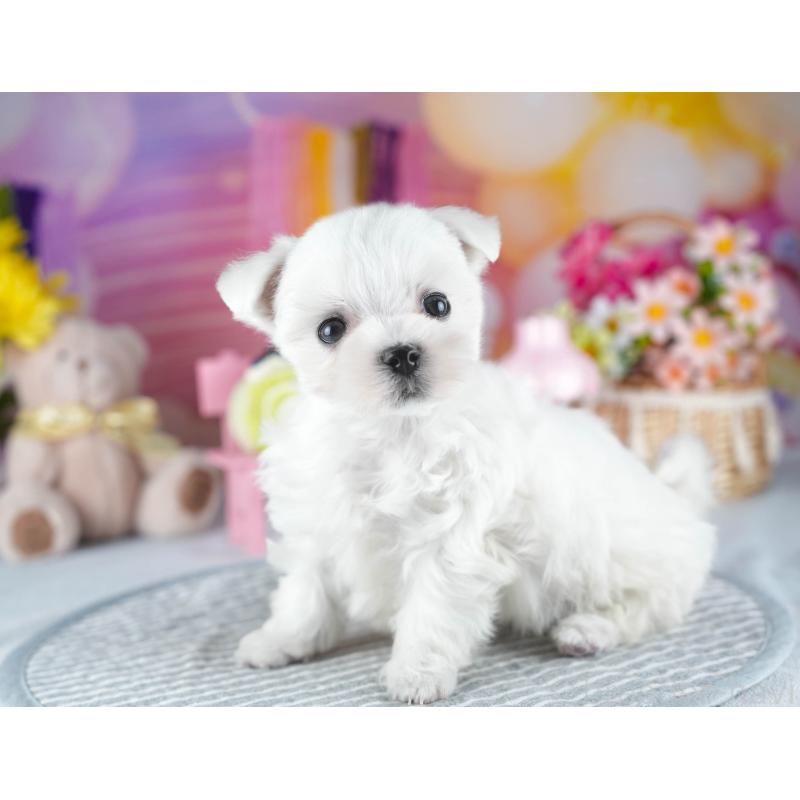 販売中の茨城県のマルチーズ-437366の6枚目