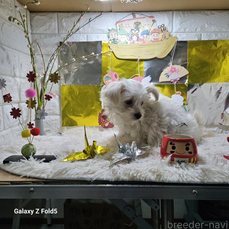 販売中の愛知県のチワマル:チワワ×マルチーズ-432436の5枚目