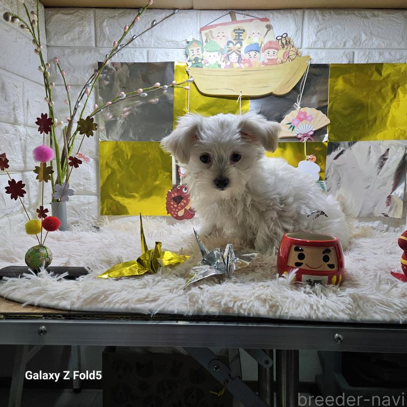 販売中の愛知県のチワマル:チワワ×マルチーズ-432436