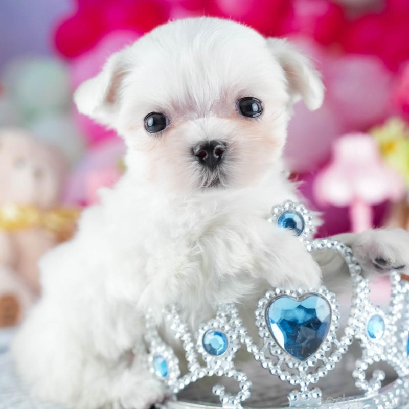 販売中の茨城県のマルチーズ-437365