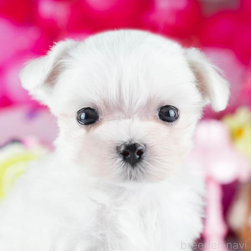 販売中の茨城県のマルチーズ-437365の11枚目