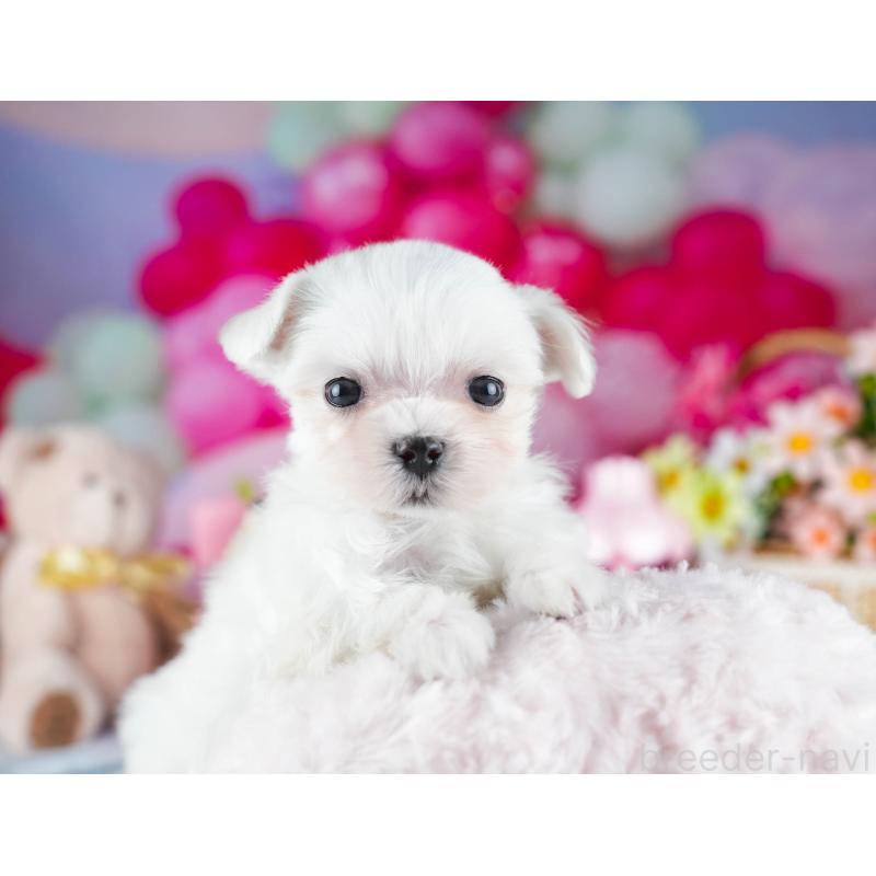 販売中の茨城県のマルチーズ-437365の10枚目