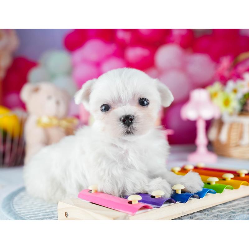 販売中の茨城県のマルチーズ-437365の9枚目