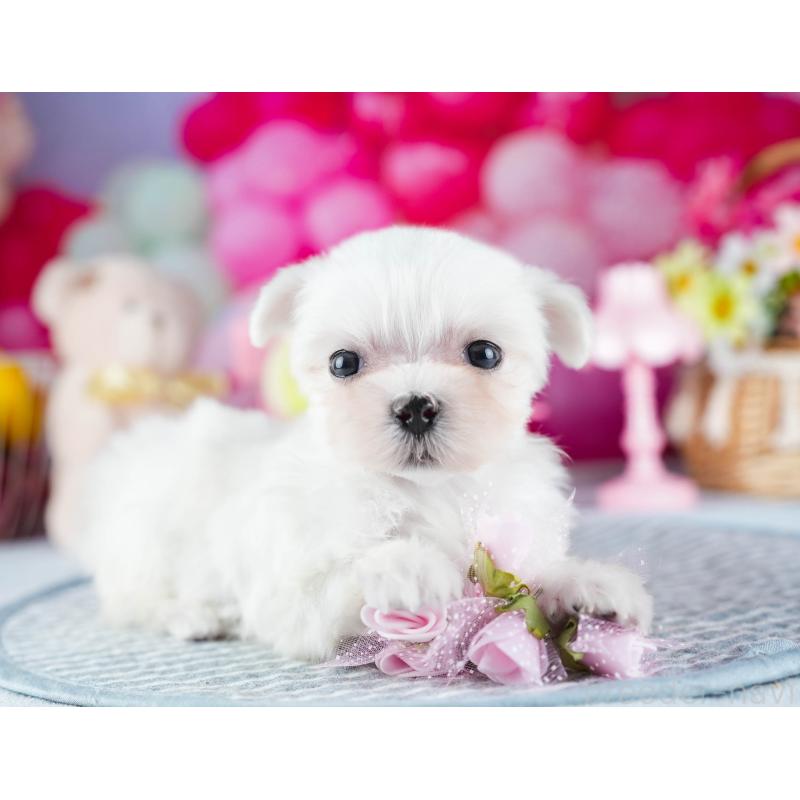 販売中の茨城県のマルチーズ-437365の8枚目