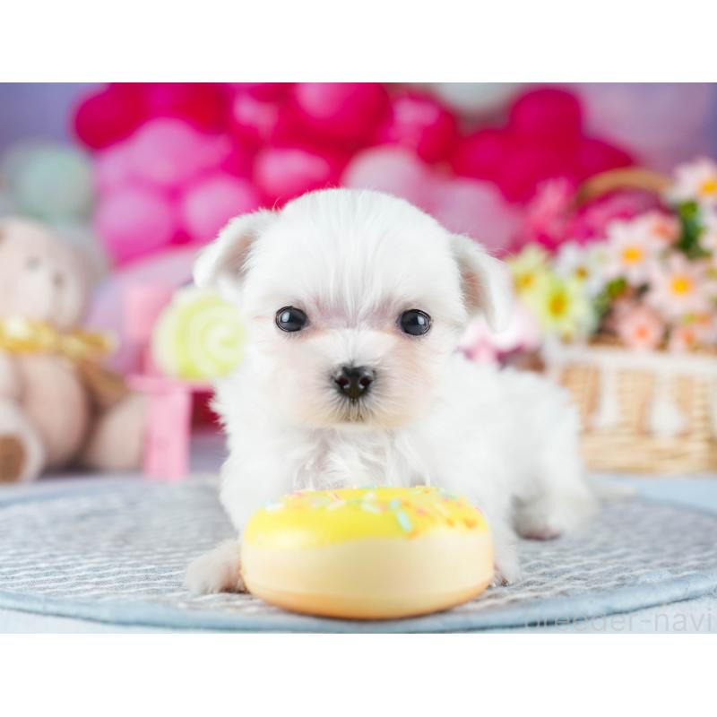 販売中の茨城県のマルチーズ-437365の7枚目