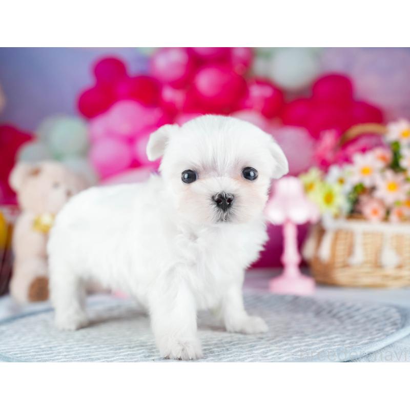 販売中の茨城県のマルチーズ-437365の6枚目