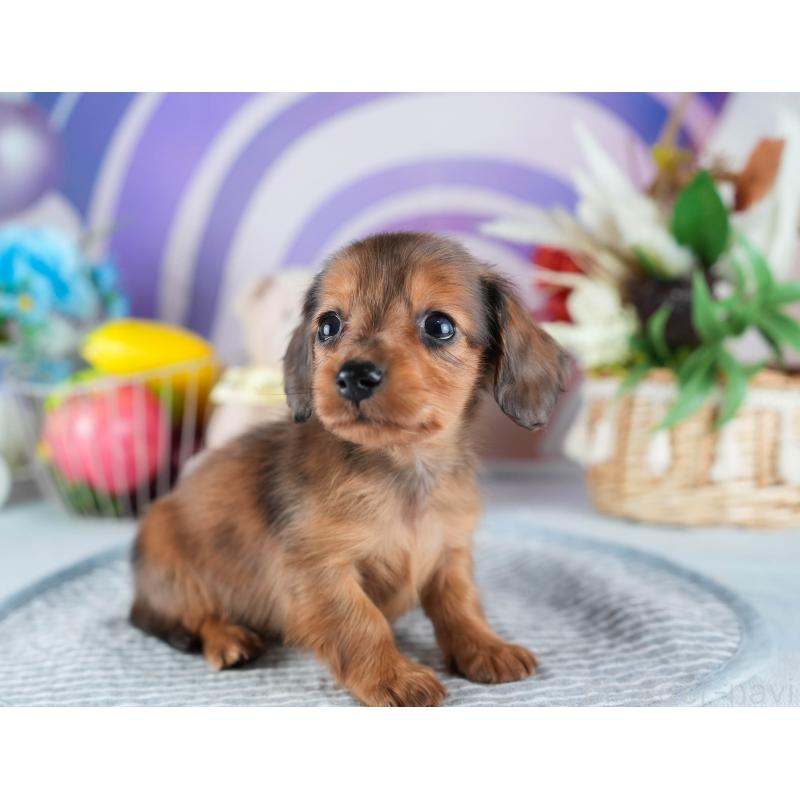 販売中の茨城県のミニチュアダックスフンド(ロングヘアード)-437363の10枚目