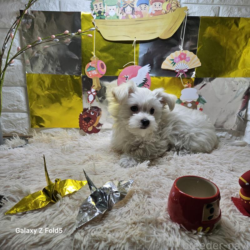 販売中の愛知県のチワマル:チワワ×マルチーズ-432436の2枚目