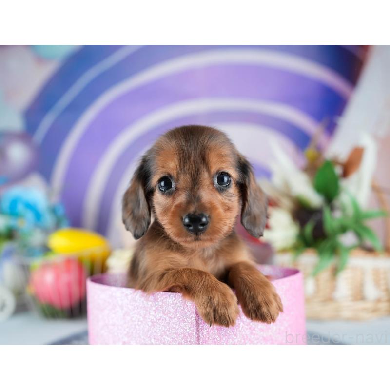 販売中の茨城県のミニチュアダックスフンド(ロングヘアード)-437363の8枚目