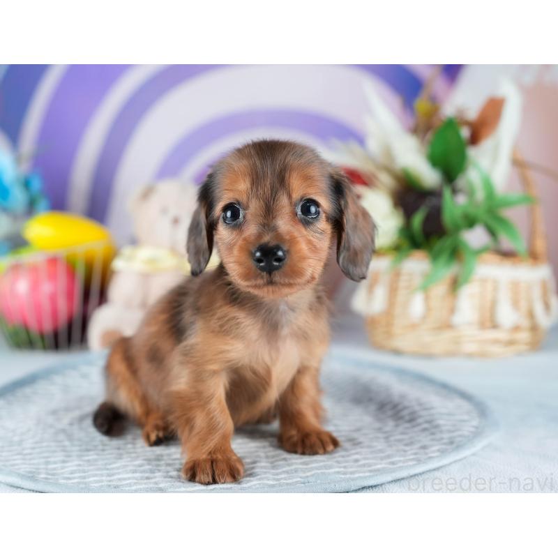 販売中の茨城県のミニチュアダックスフンド(ロングヘアード)-437363の7枚目