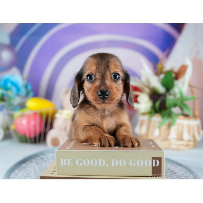 販売中の茨城県のミニチュアダックスフンド(ロングヘアード)-437363の6枚目