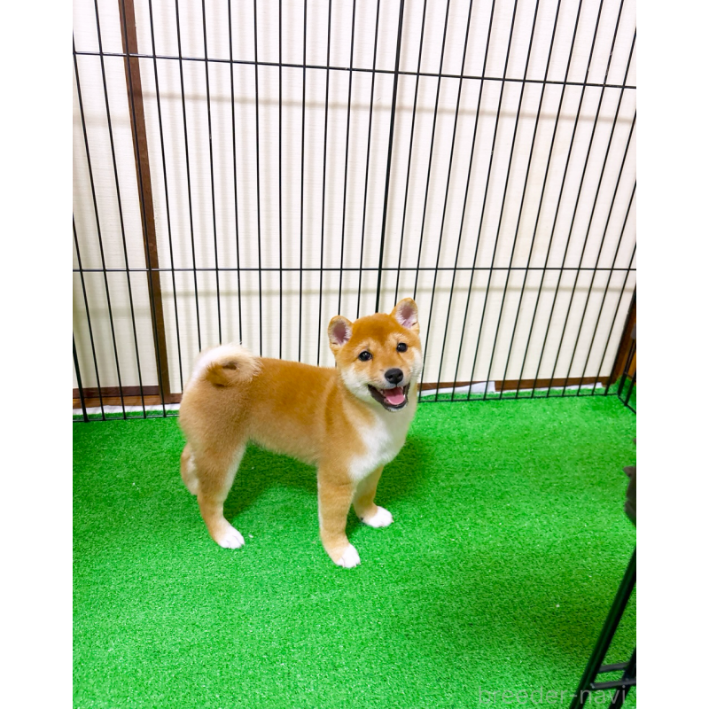 販売中の広島県の豆柴-431211の3枚目