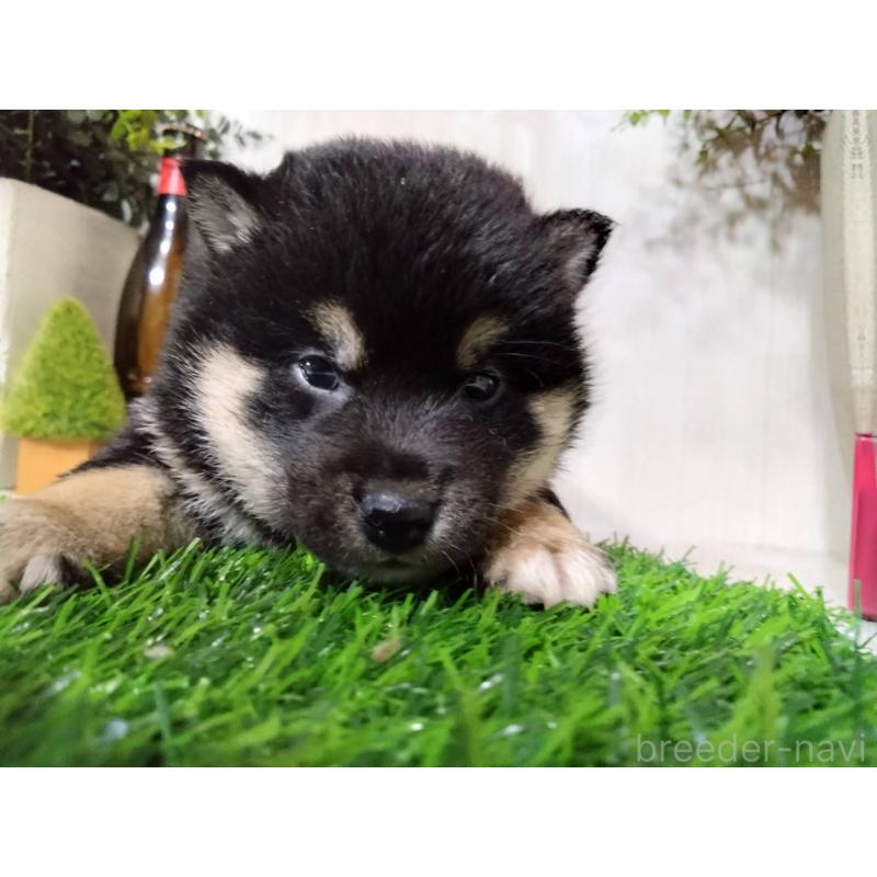 販売中の三重県の豆柴-437317の7枚目