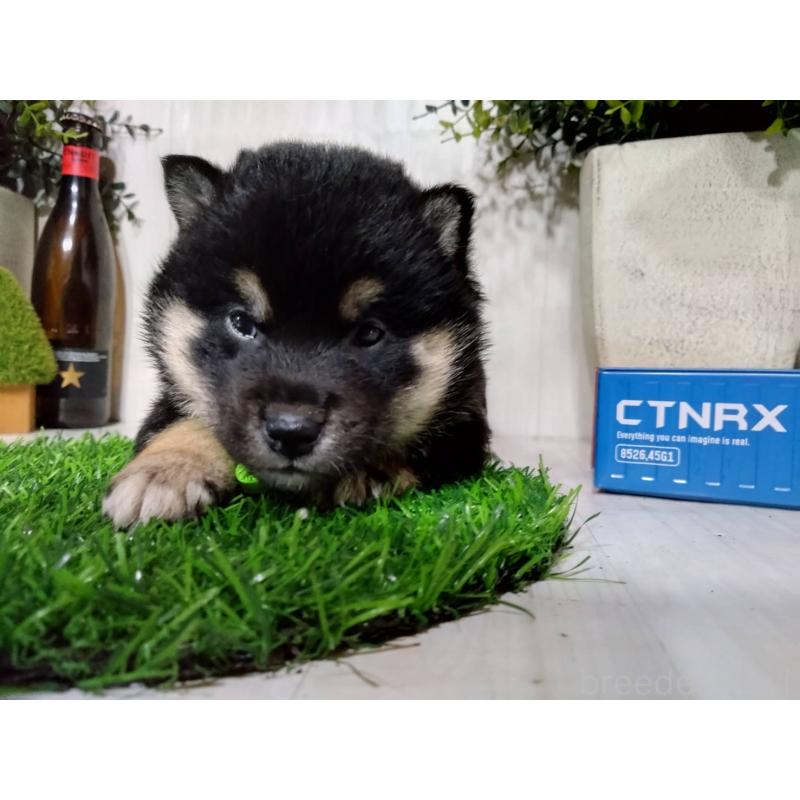 販売中の三重県の豆柴-437317の5枚目