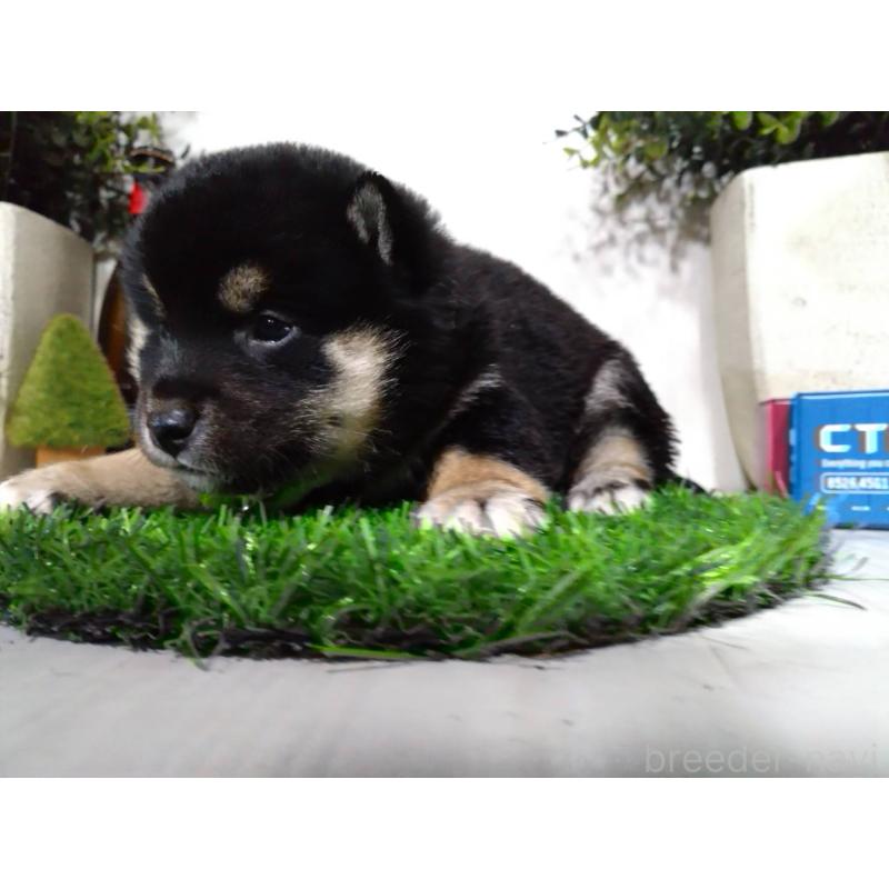 販売中の三重県の豆柴-437317の4枚目