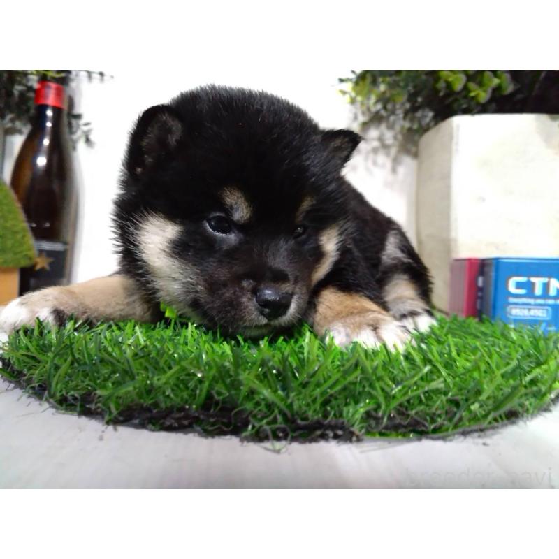 販売中の三重県の豆柴-437317の3枚目