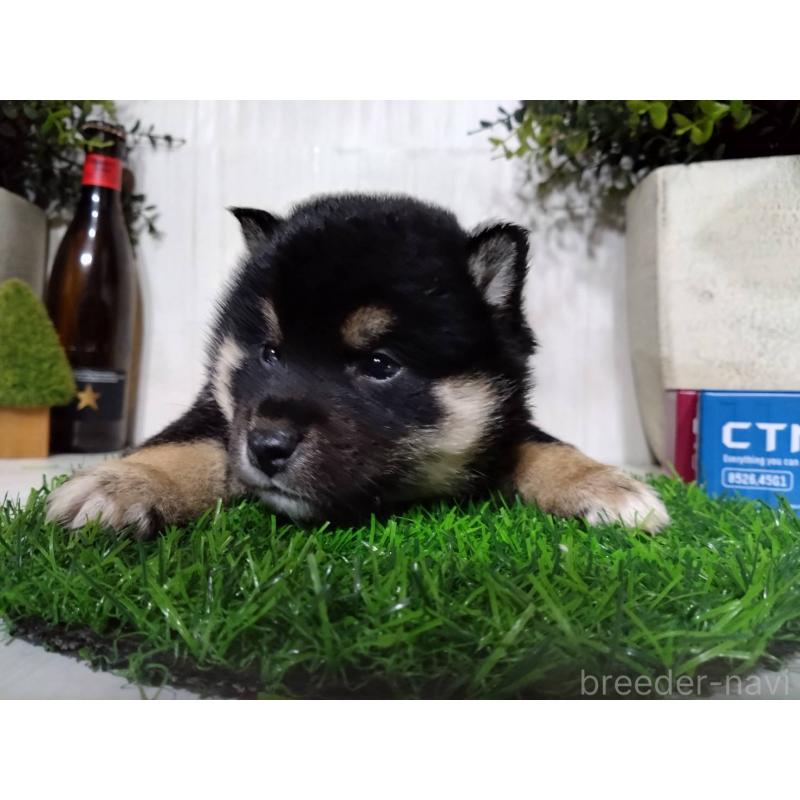 販売中の三重県の豆柴-437317の2枚目