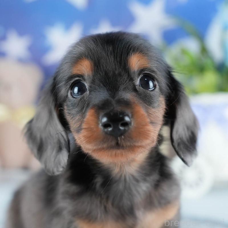 販売中の茨城県のミニチュアダックスフンド(ロングヘアード)-437362の11枚目