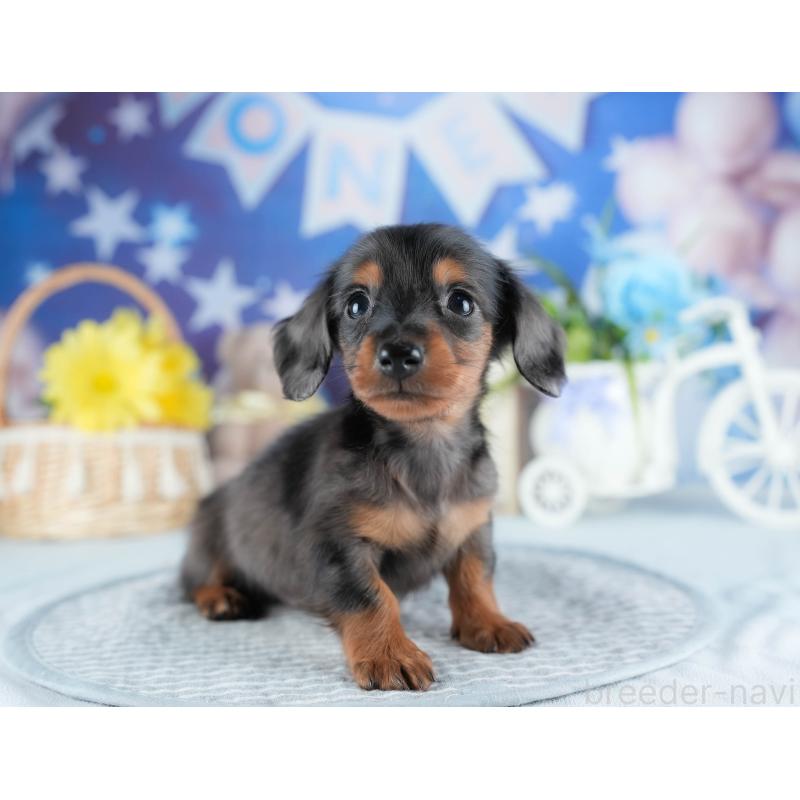 販売中の茨城県のミニチュアダックスフンド(ロングヘアード)-437362の10枚目