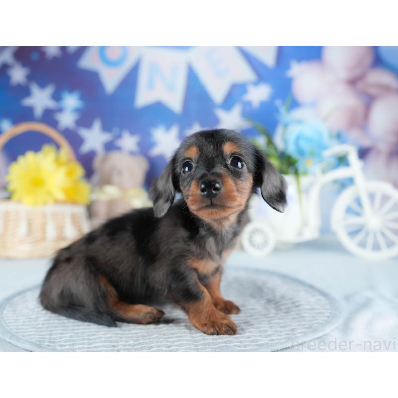 販売中の茨城県のミニチュアダックスフンド(ロングヘアード)-437362の8枚目